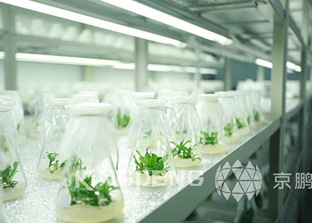 植物工廠（北京京鵬） 照片