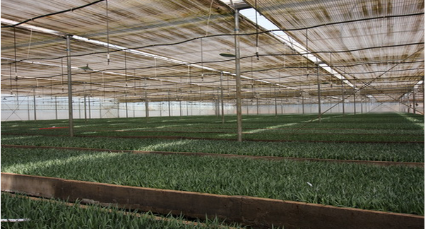 云南英茂花卉產(chǎn)業(yè)有限公司 照片