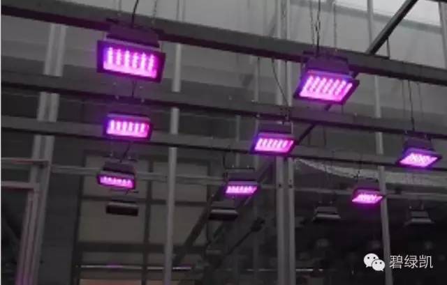 LED植物生長燈 （北京華農） 照片